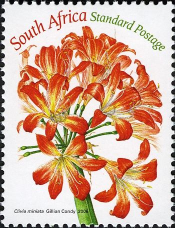 Clivia miniata