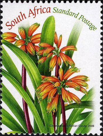 Clivia gardenii
