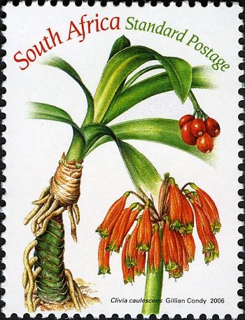 Clivia caulescens