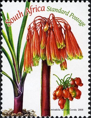 Clivia mirabilis
