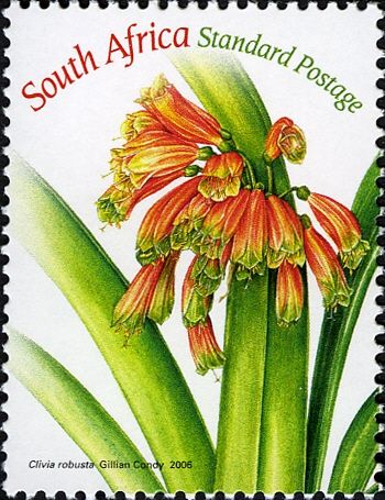Clivia robusta