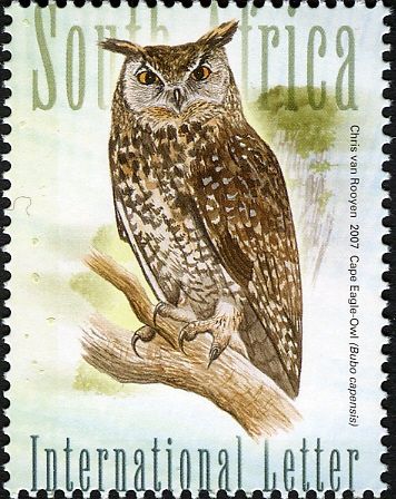 Cape Eagle-owl (Bubo capensis)