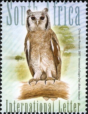 Verreaux's Eagle-Owl (Bubo lacteus)