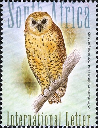Pel's Fishing Owl (Scotopelia peli)