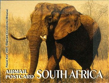 African Elephant (Loxodonta africana)