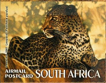 Leopard (Panthera pardus)