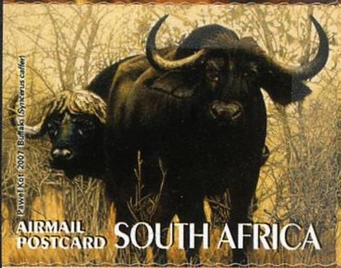 Buffalo (Syncerus caffer)