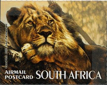 Lion (Panthera leo)