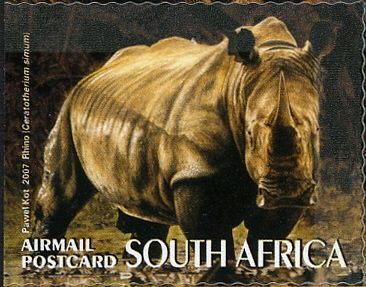 Black Rhinoceros (Diceros bicornis)