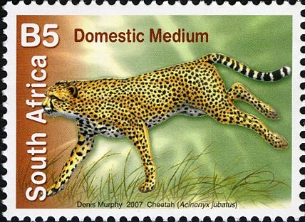 Cheetah (Acinonyx jubatus)