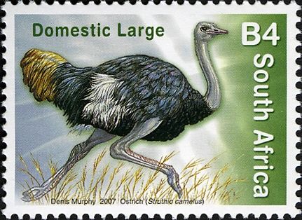 Ostrich (Struthio camelus)