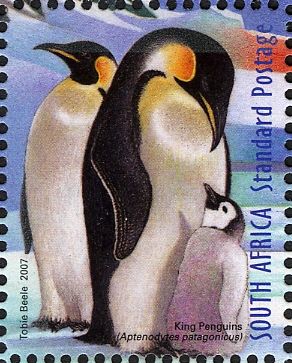 King Penguins (Aptenodytes patagonicus)