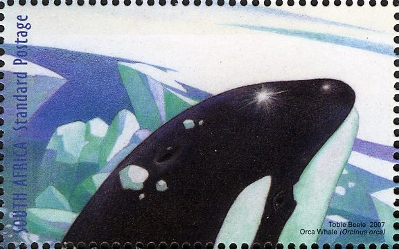 Orca Whale (Orcinus orca)
