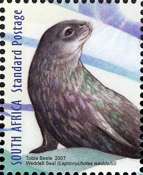 Weddell Seal (Leptonychotes weddellii)