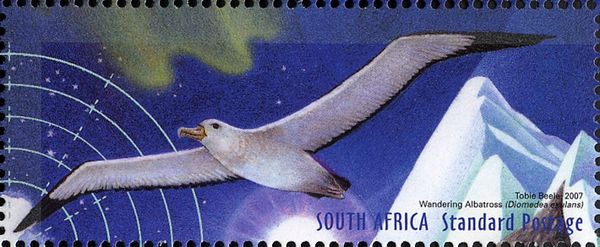 Wandering Albatross (Diomedea exulans)