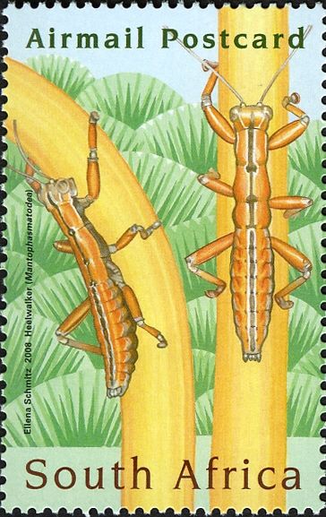 Heelwalker (Mantophasmatodea)
