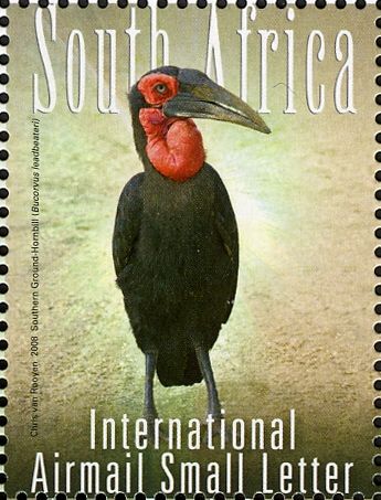 Southern Ground-hornbill (Bucorvus leadbeateri)