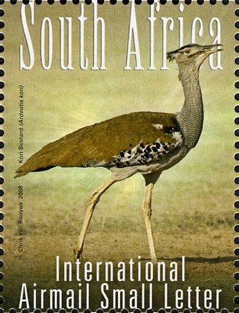 Kori Bustard (Ardeotis kori)