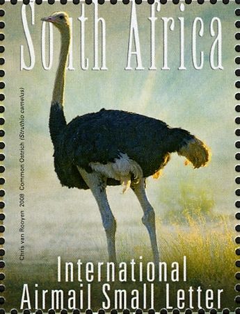 Ostrich (Struthio camelus)
