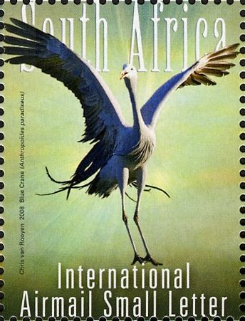 Blue Crane (Anthropoides paradisea)