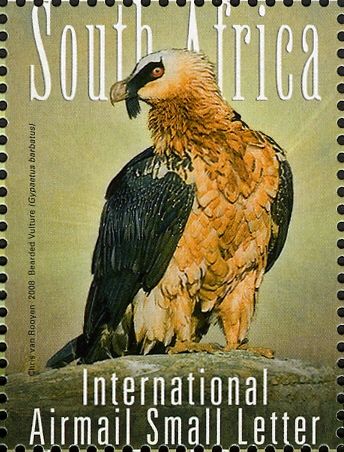 Bearded Vulture (Gypaetus barbatus)