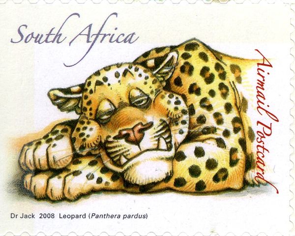 Leopard (Panthera pardus)
