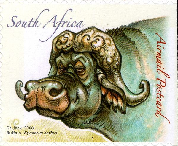 Buffalo (Syncerus caffer)
