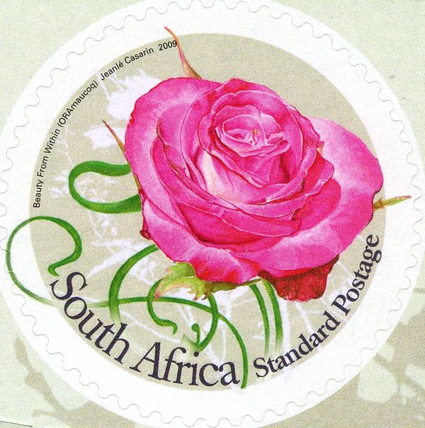 Beauty from Within Rose