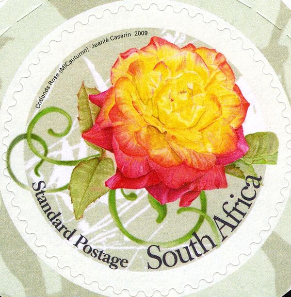 Cotlands Rose