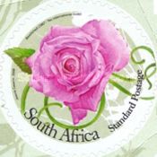 Bewitched Rose