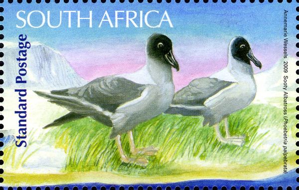 Light-mantled Sooty Albatross (Phoebetria palpebrata)
