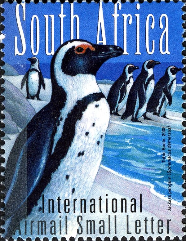 African Penguin (Spheniscus demersus)