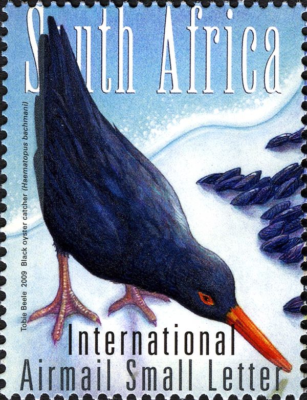 Black Oystercatcher (Haematopus bachmani)