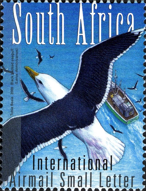 Southern Black-backed Seagull (Larus dominicanus)