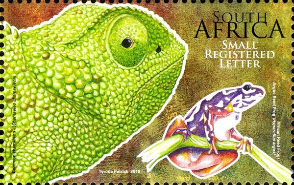 Common Chameleon, Argus Reed Frog