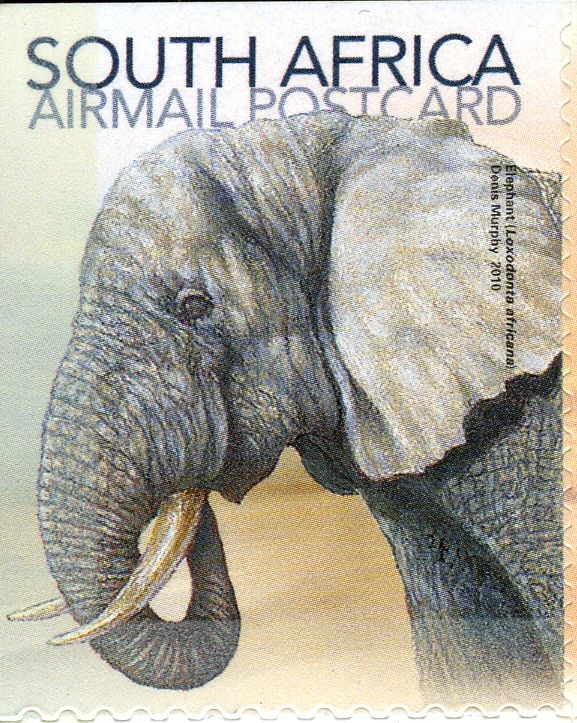 African Elephant (Loxodonta africana)
