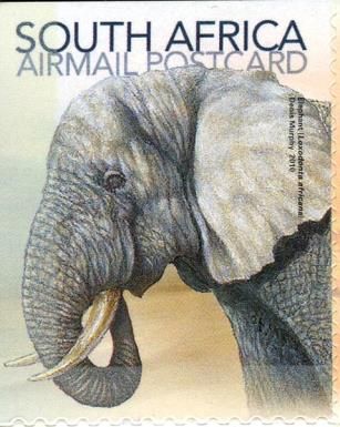 African Elephant (Loxodonta africana)