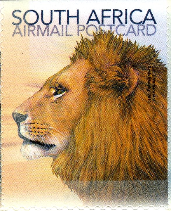 Lion (Panthera leo)