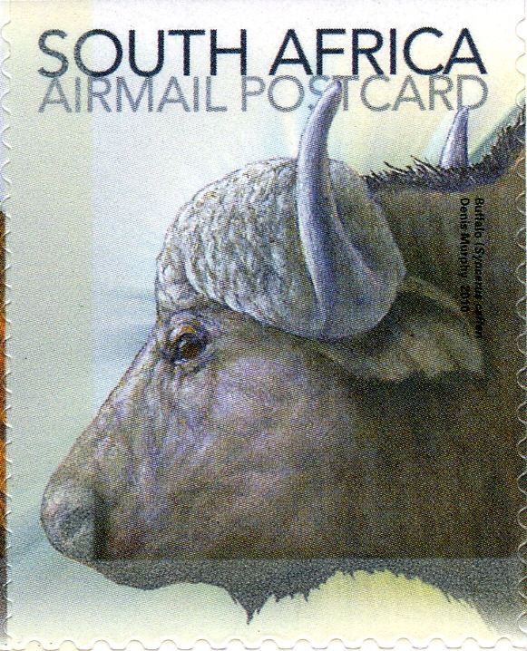 African Buffalo (Syncerus caffer)