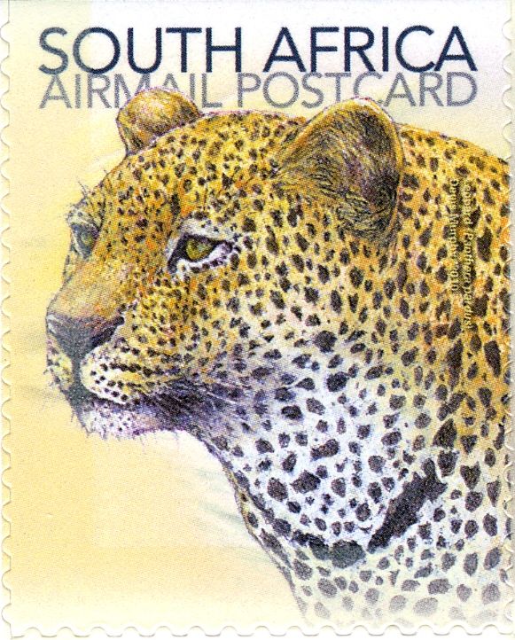 Leopard (Panthera pardus)
