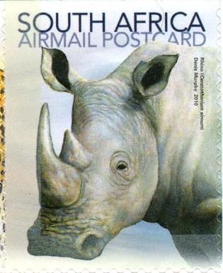 White Rhinoceros (Cerathoterium simum)