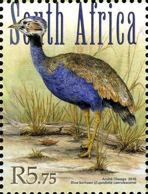 Blue Korhaan (Eupodotis caerulescens)
