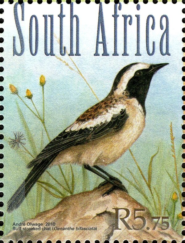 Buff-streaked Chat (Oenanthe bifasciata)