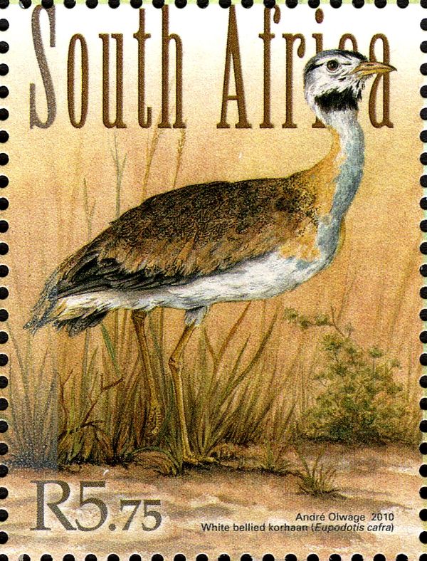 White-bellied Korhaan (Eupodotis cafra)