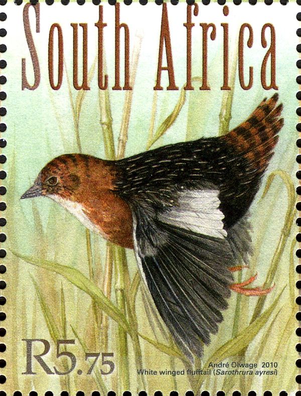 White-winged Flufftail (Sarothrura ayresi)