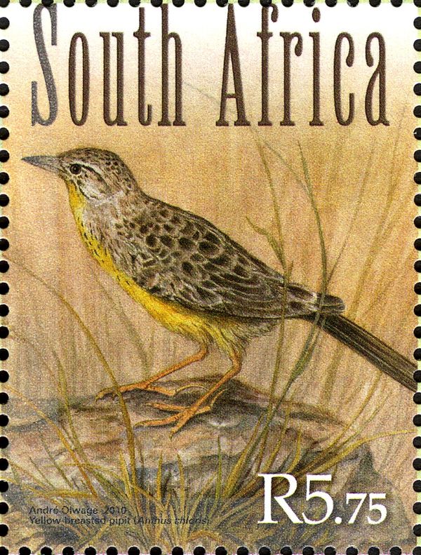 Yellow-breasted Pipit (Anthus chloris)