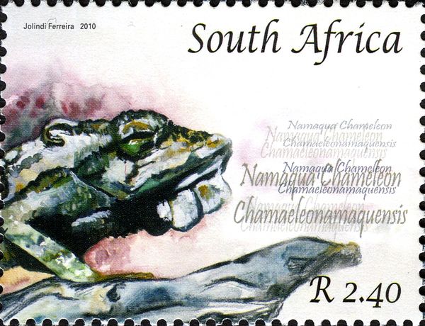Namaqua Chameleon (Chamaeleo namaquensis)