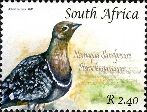 Namaqua Sandgrouse (Pterocles namaqua)