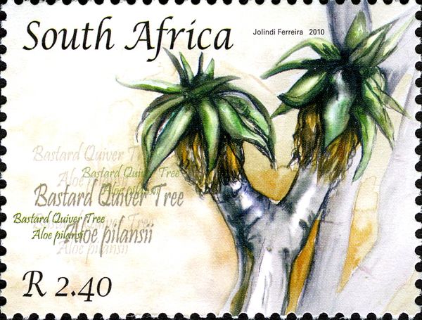 Basterd Quiver Tree (Aloe pilansii)