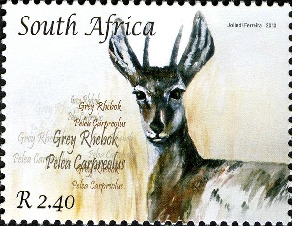 Grey Rhebok (Pelea capreolus)